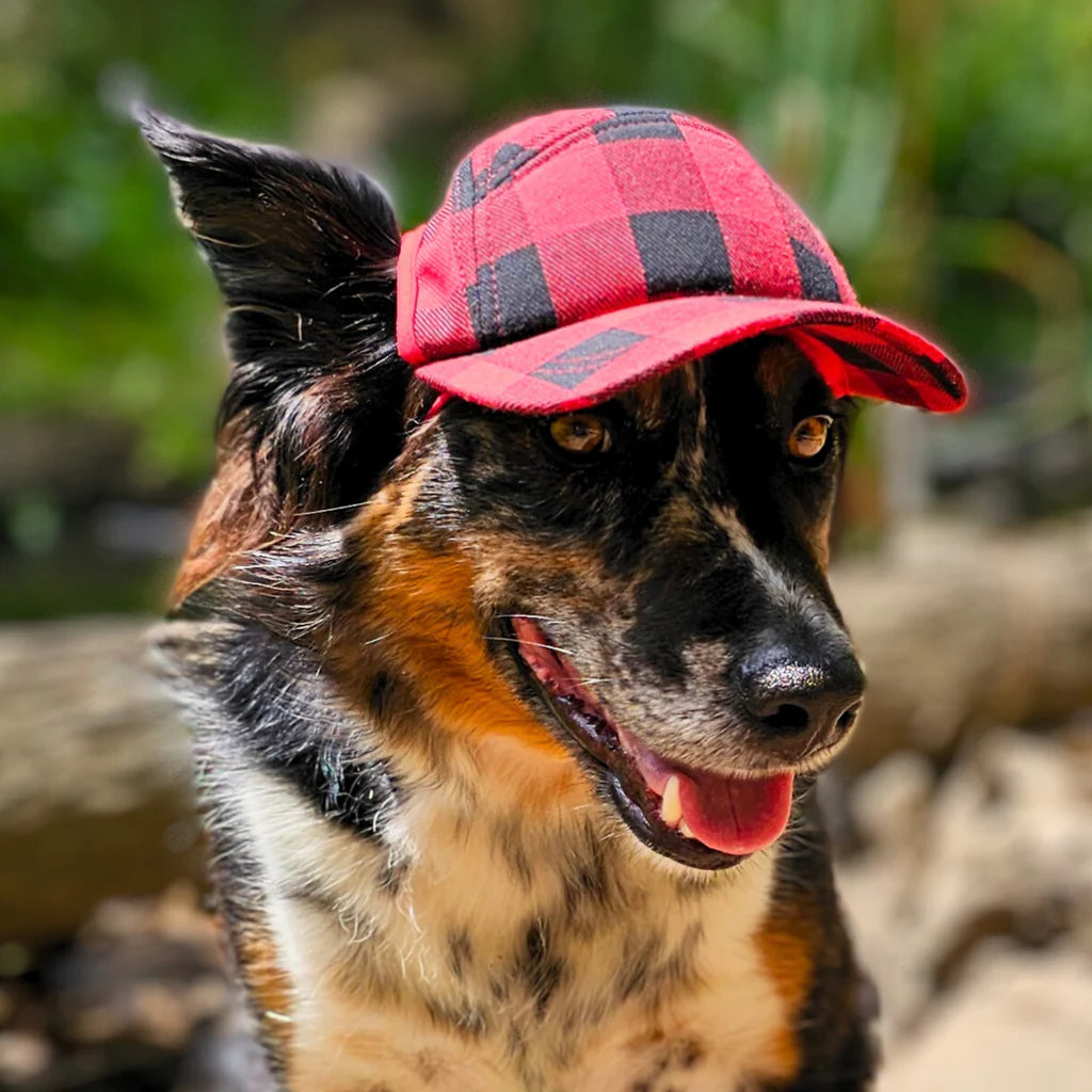 PupLid Camper Cap