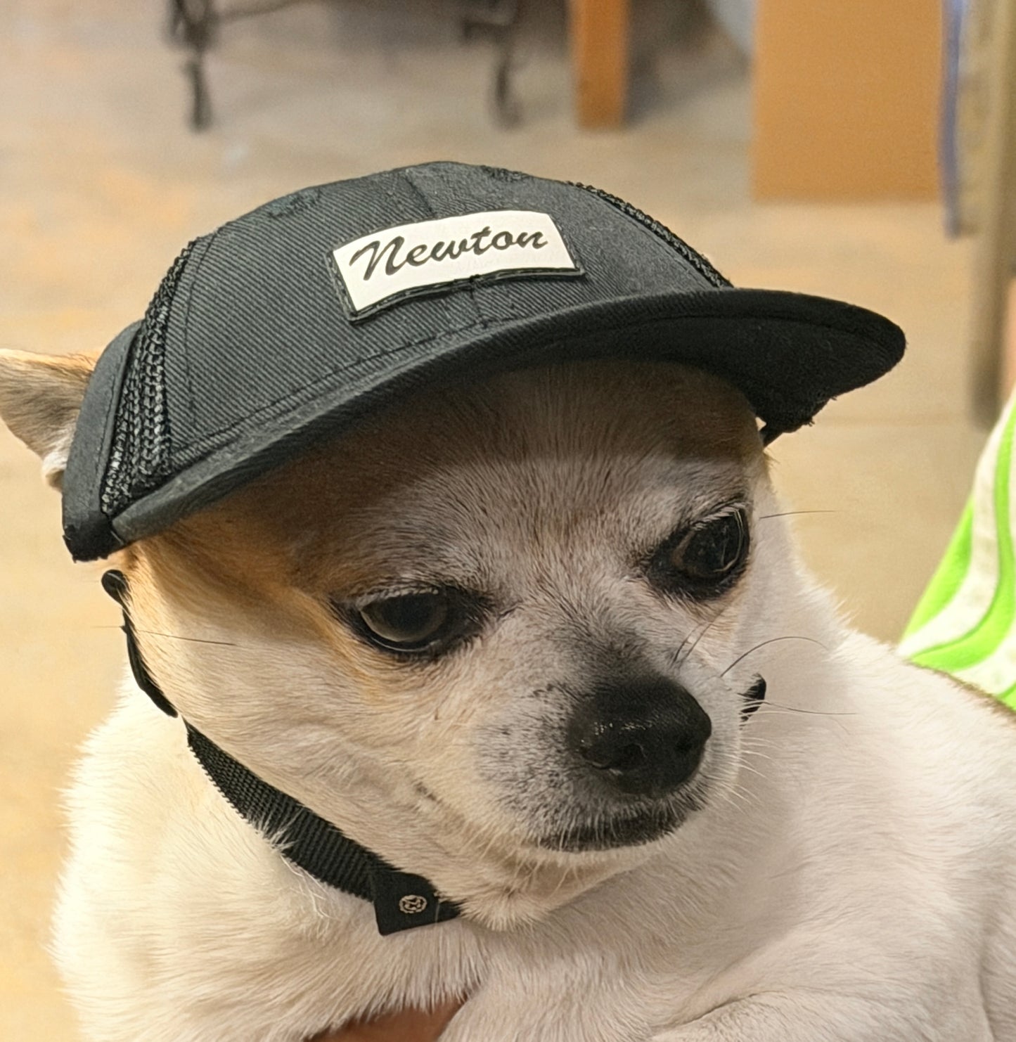 PupLid Black Baseball Cap
