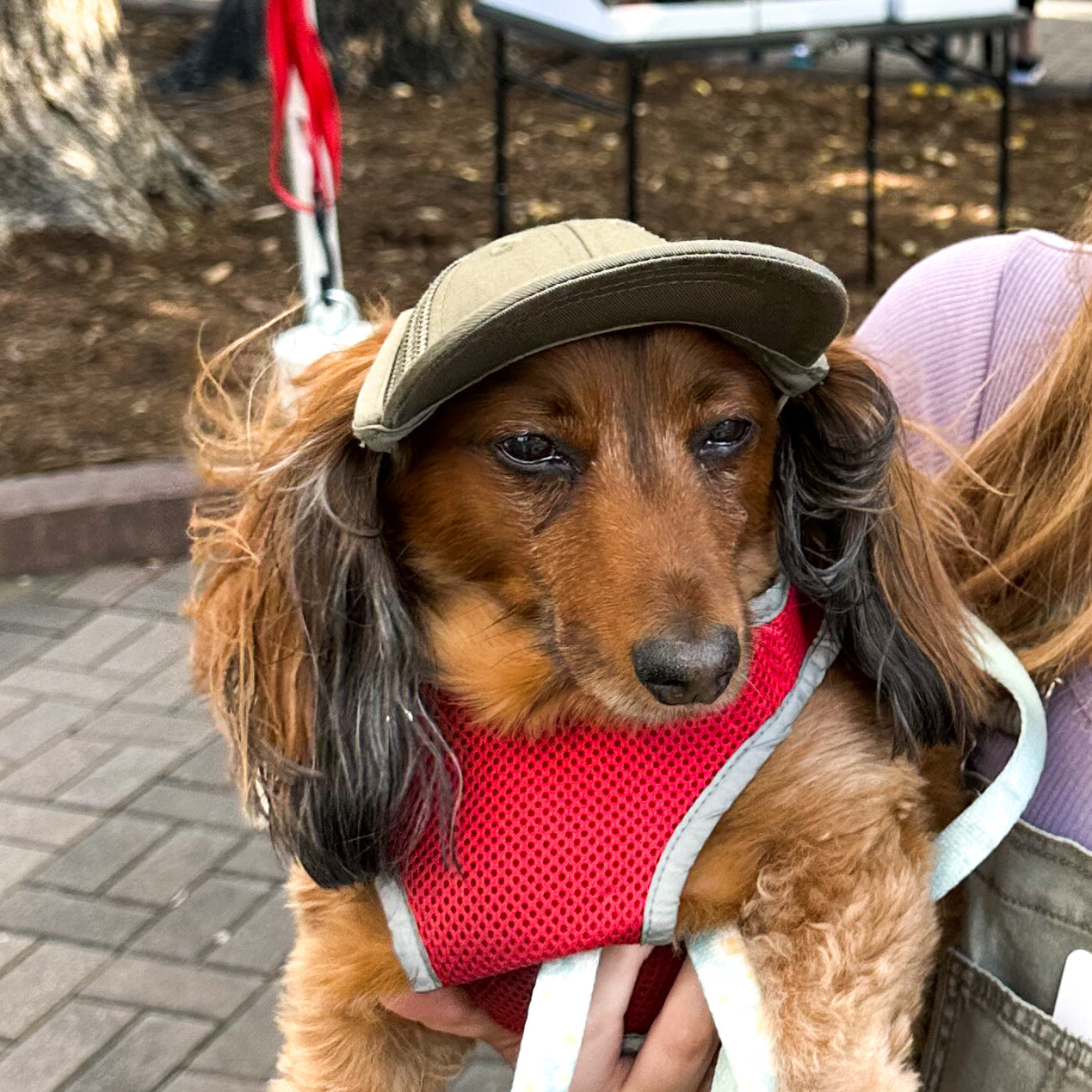 PupLid Olive Baseball Cap