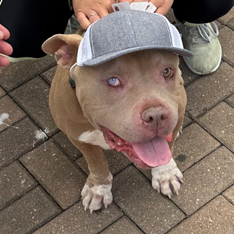 PupLid Chambray Blue White Baseball Cap