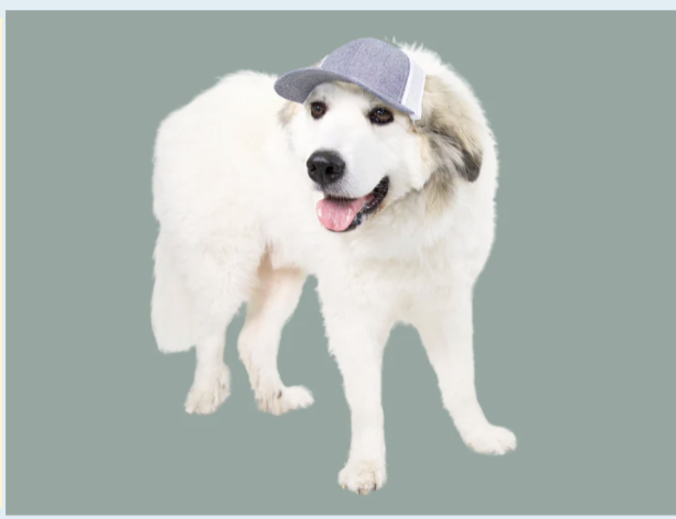 PupLid Chambray Blue White Baseball Cap